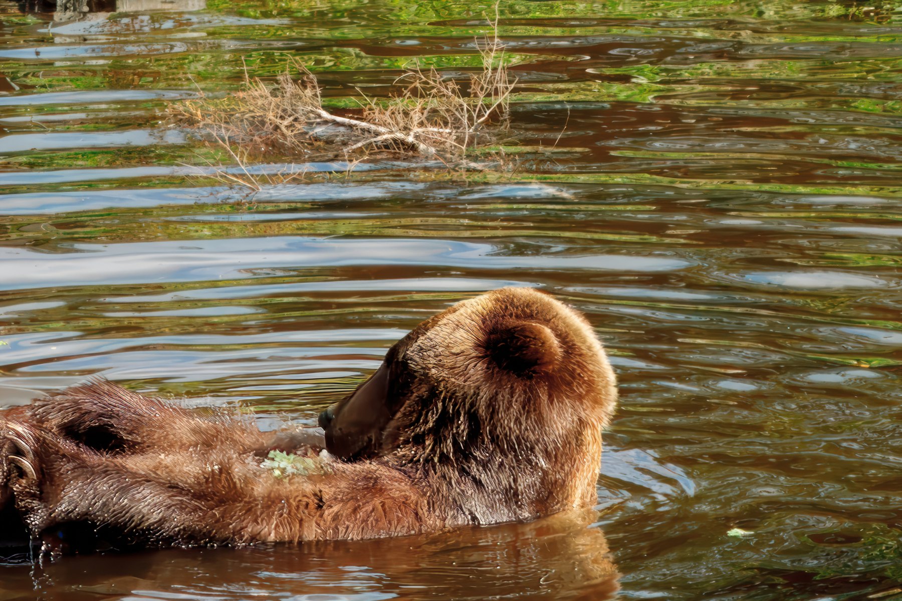 B5A28242024-Bear-Sitika