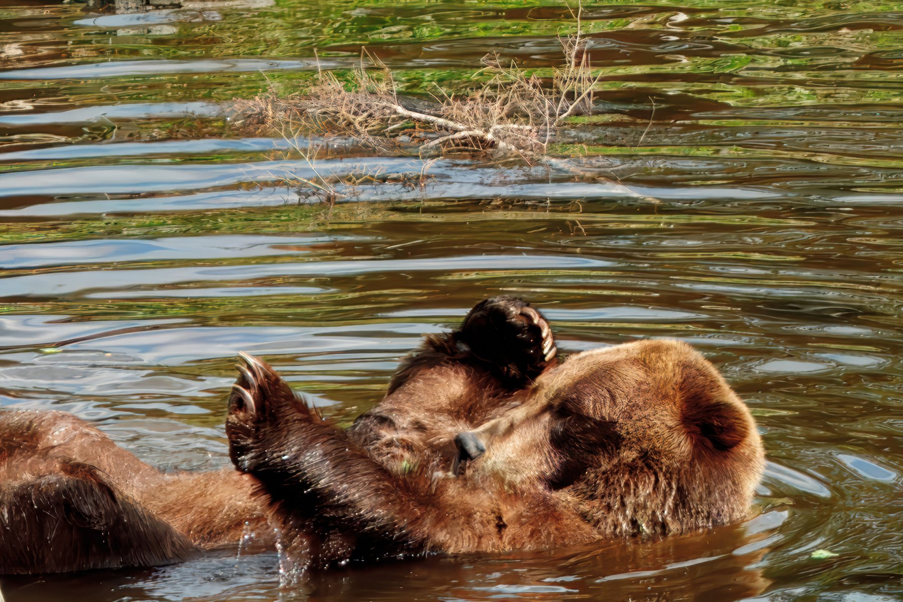 B5A28252024-Bear-Sitika