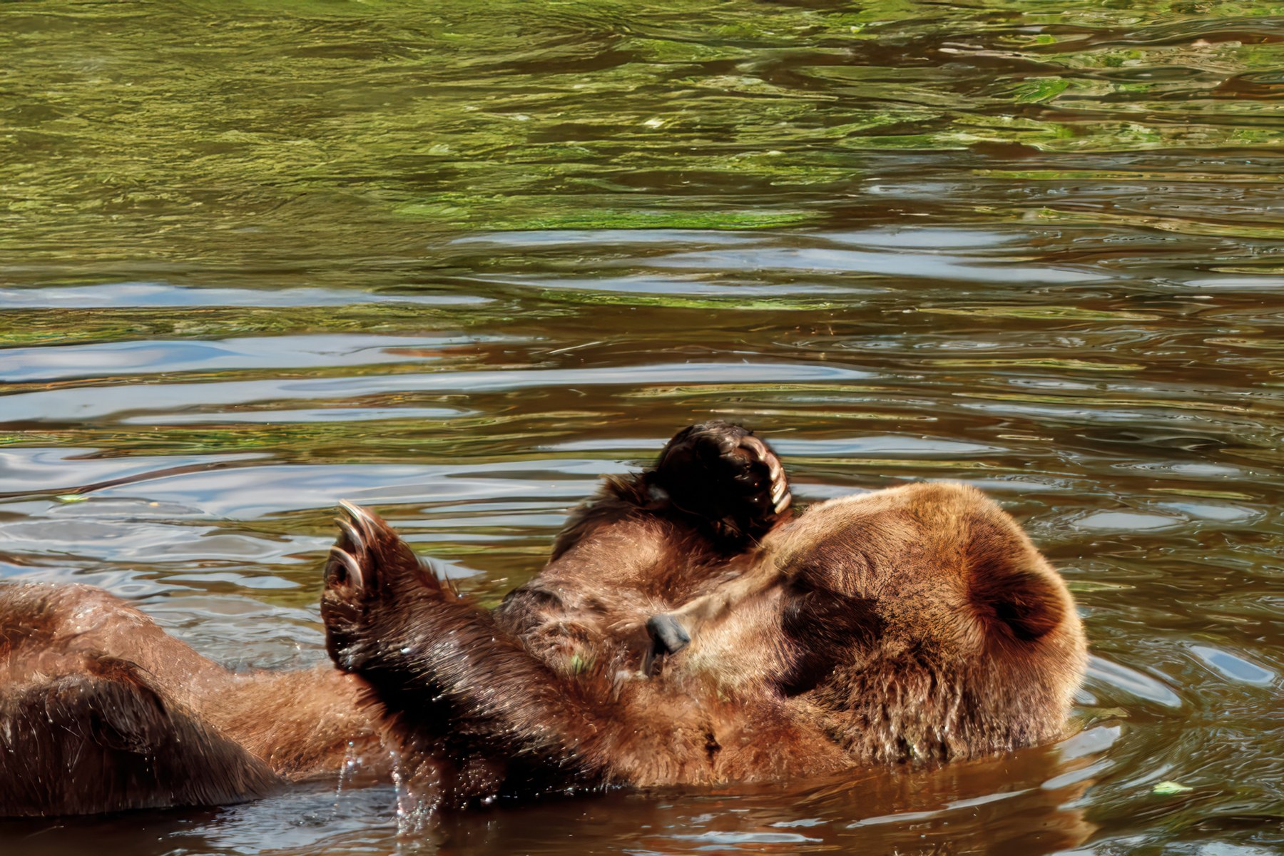 B5A28252024-Bear-SitikaA