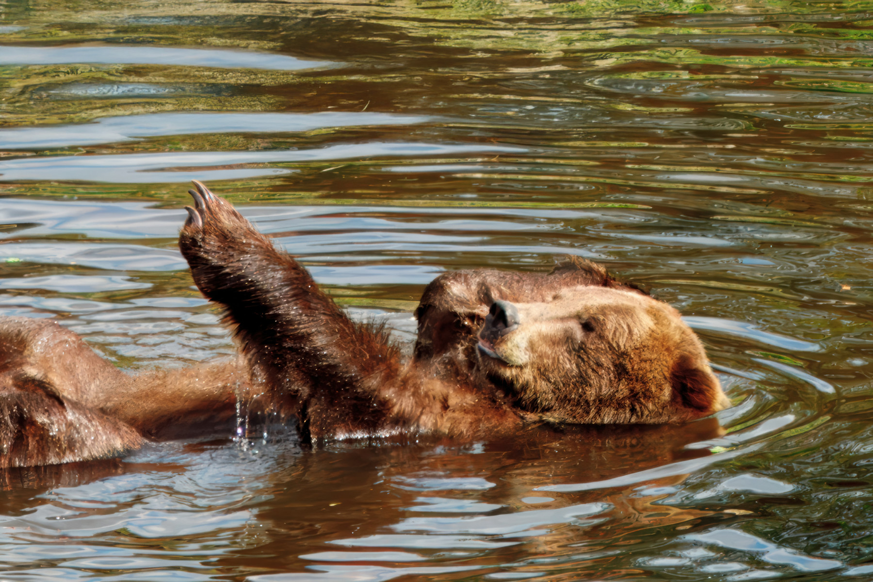 B5A28272024-Bear-SitikaA
