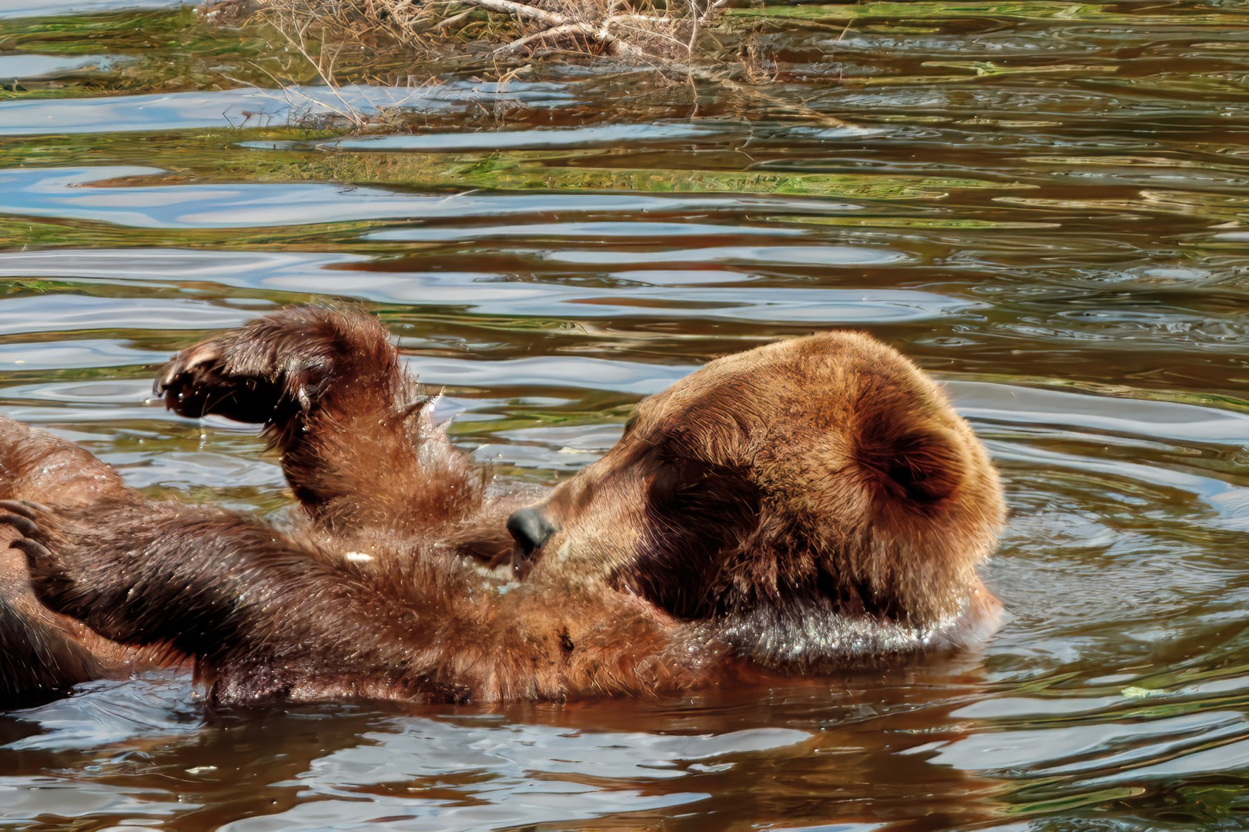 B5A28292024-Bear-Sitika