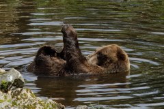 B5A28122024-Bear-Sitika