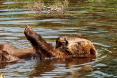 B5A28272024-Bear-Sitika