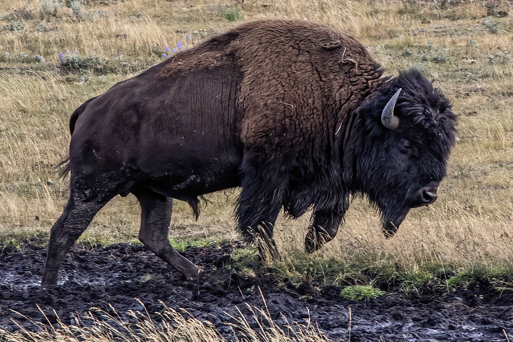 NWUSA-Idaho-Yellowstone-5A