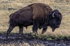 NWUSA-Idaho-Yellowstone-5A