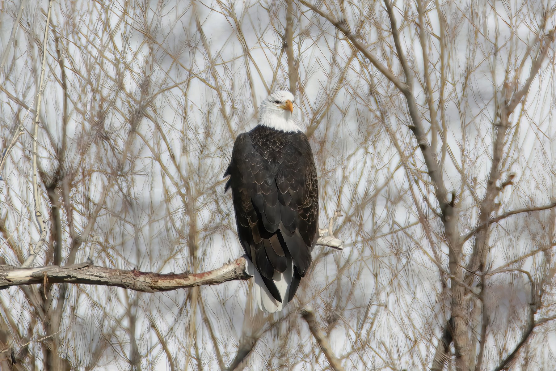 Aaeon-Kaggie-Bald-Eagles-Blue-Herion092