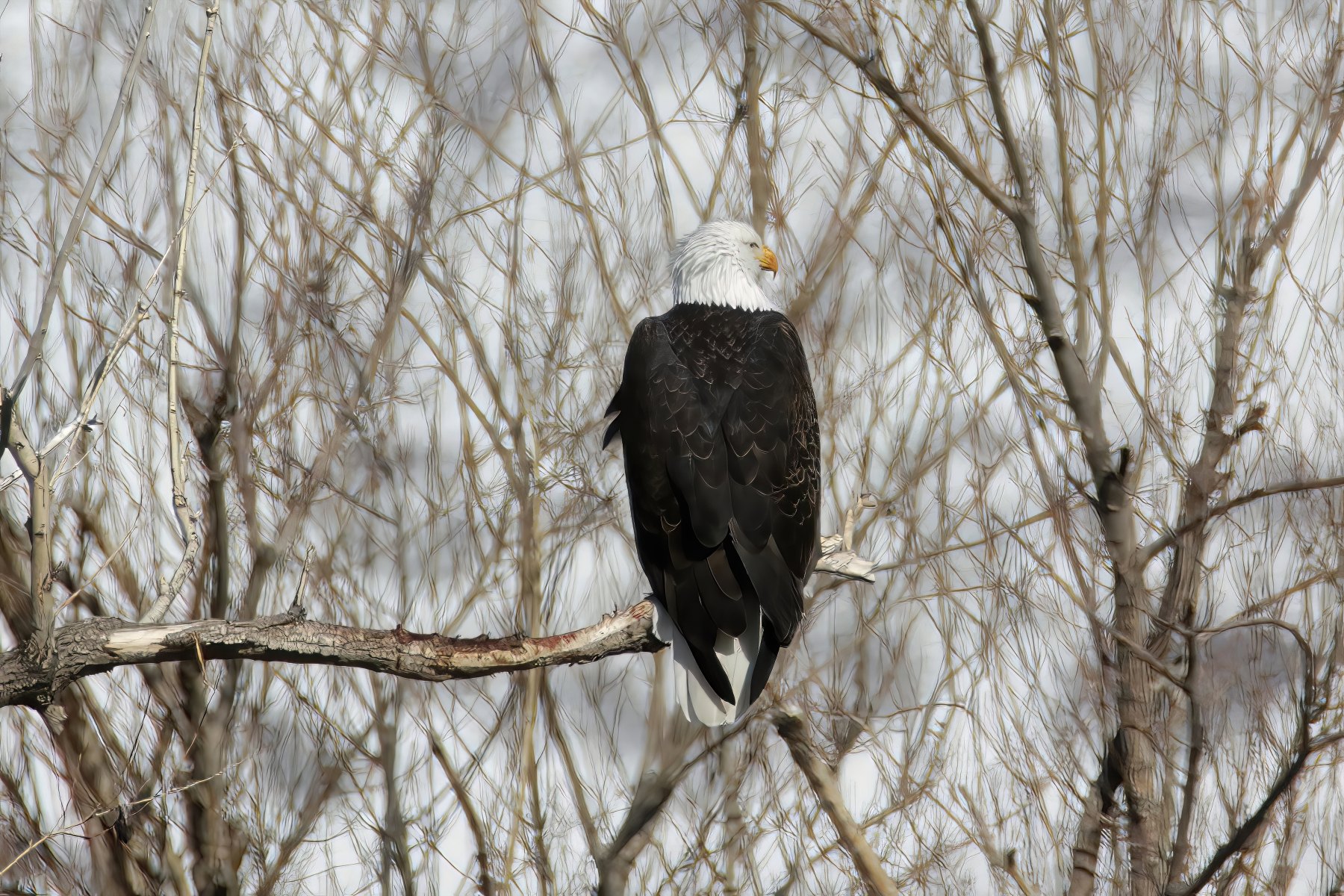 Aaeon-Kaggie-Bald-Eagles-Blue-Herion120