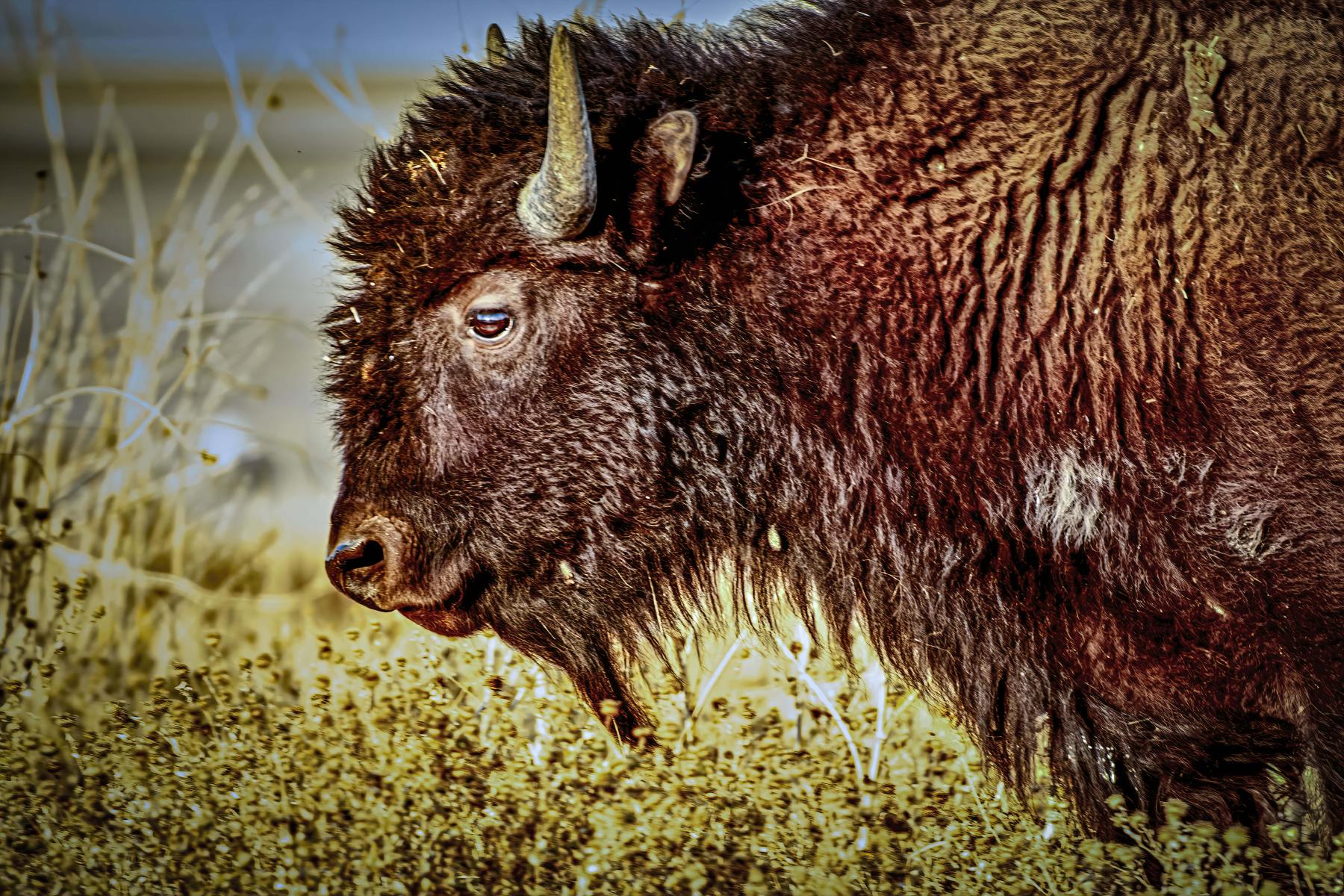 Wildlife-Antelope-Bison-18