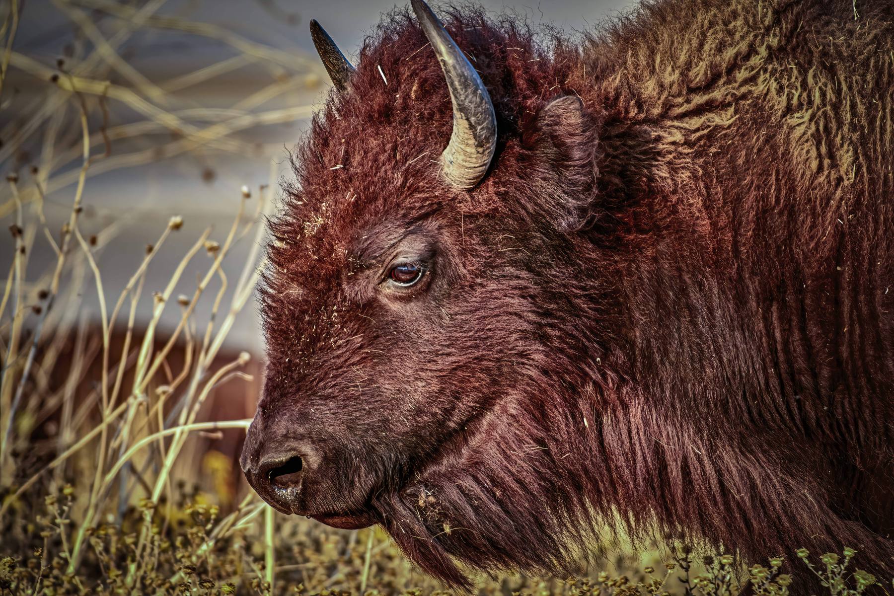 Wildlife-Antelope-Bison-23