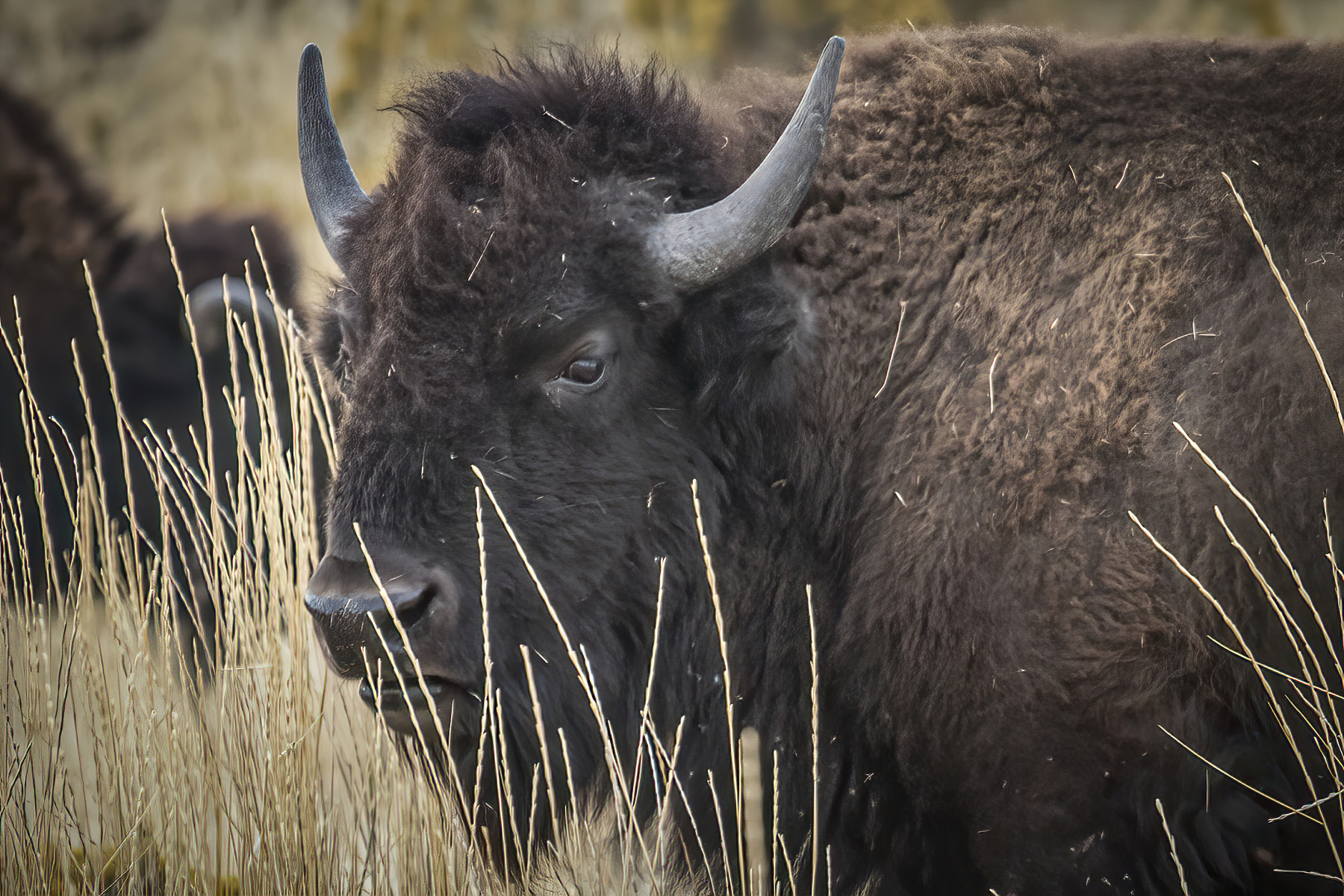 Wildlife-Antelope-Bison-3