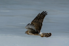 Aaeon-Kaggie-Bald-Eagles-Blue-Herion118