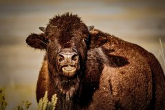 Wildlife-Antelope-Bison-11