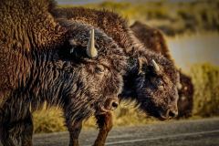 Wildlife-Antelope-Bison-12