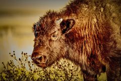 Wildlife-Antelope-Bison-17