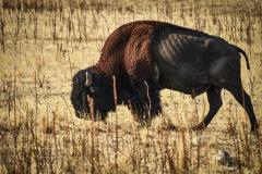 Wildlife-Antelope-Bison-7